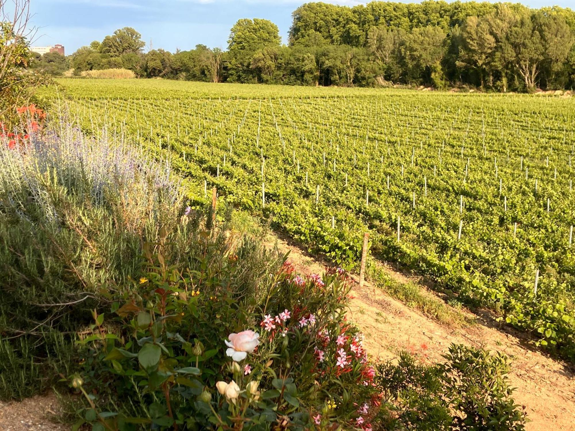 Domaine De L'Herbe Sainte Mirepeisset Exterior photo